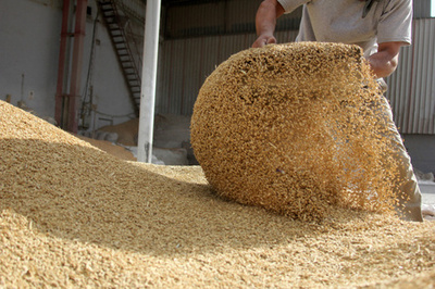探秘現代馬飼料工業 從原料到成品的科學之旅